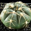 Gymnocalycium_uruguayense_v_roseiflorum